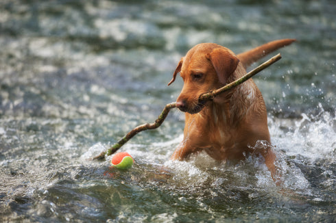 Ashford Ruby Labrador Canvas